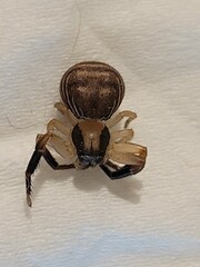 Xysticus texanus