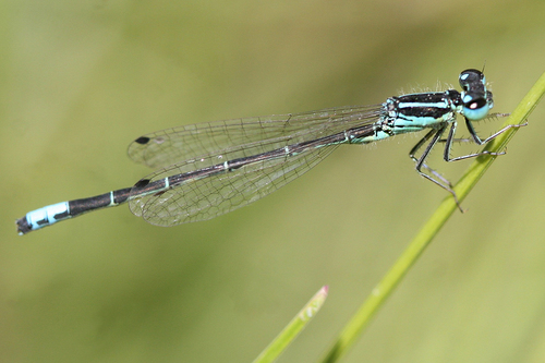 iNaturalist observation photo of Western Forktail
