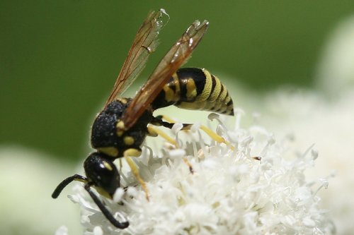 iNaturalist observation photo of Euodynerus foraminatus