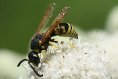 Euodynerus foraminatus