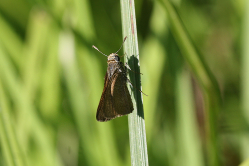 iNaturalist observation photo of Dun Skipper