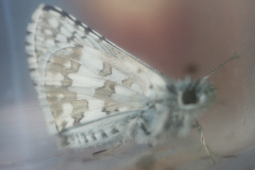 iNaturalist observation photo of Common Checkered-Skipper