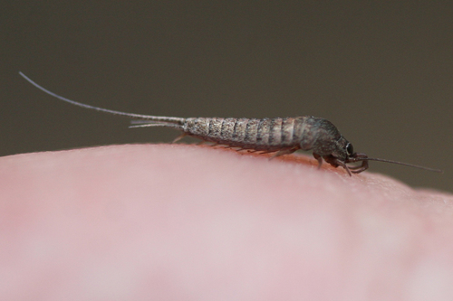 iNaturalist observation photo of Bristletails