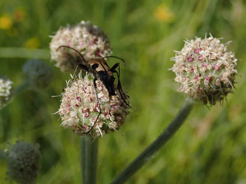 iNaturalist observation photo of Etorofus propinquus