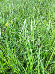 Cyperus sesquiflorus sesquiflorus