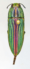 Agaeocera gigas