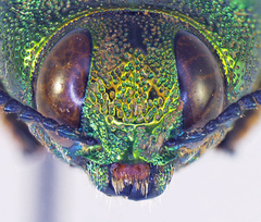 Agaeocera gigas