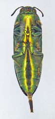 Agaeocera gigas