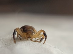 Xysticus texanus