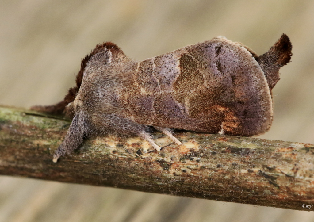 Small Chocolate-tip