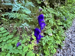 Aconitum degenii