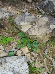 Pelargonium articulatum