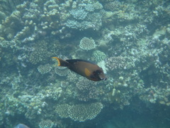 Acanthurus pyroferus