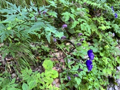 Aconitum degenii