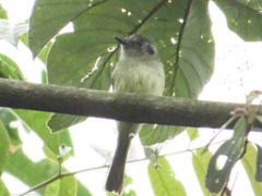 Leptopogon superciliaris