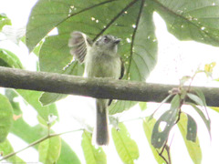 Leptopogon superciliaris