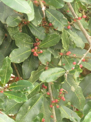 Ficus americana