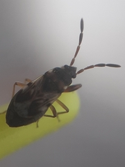 Scolopostethus affinis