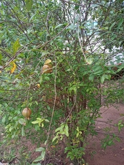 Punica granatum