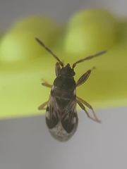 Scolopostethus affinis