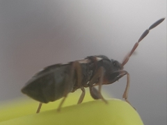 Scolopostethus affinis