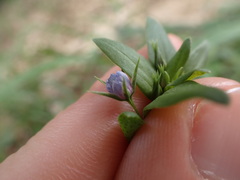 Lysimachia arvensis caerulea