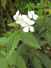 Chaetogastra ciliaris