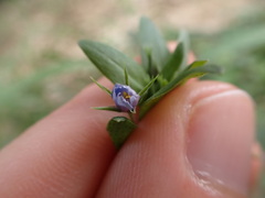 Lysimachia arvensis caerulea