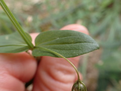 Lysimachia arvensis caerulea