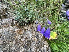 Campanula cochleariifolia