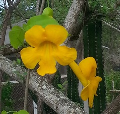Bignonia