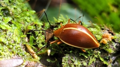 Ellipticus dorbignyi