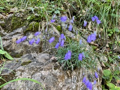 Campanula cochleariifolia