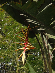 Heliconia griggsiana