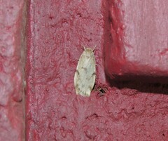 Teulisna mithunoides