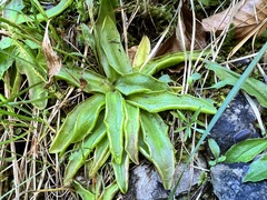 Pinguicula alpina