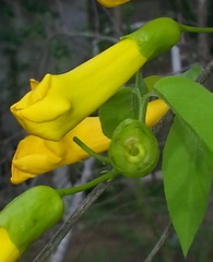 Bignonia