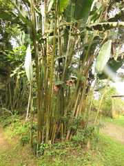 Heliconia griggsiana