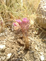 Allium parciflorum