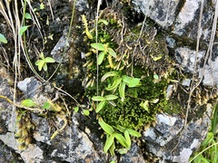Pinguicula alpina