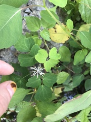 Thalictrum clavatum