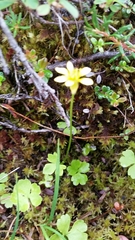 Ranunculus lapponicus