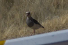 Vanellus resplendens