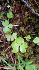 Ranunculus lapponicus