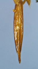 Agaeocera scintillans