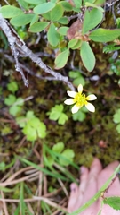 Ranunculus lapponicus