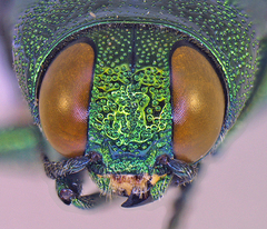 Agaeocera scintillans