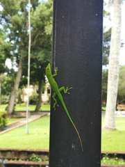 Anolis cyanostictus
