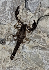 Pseudouroctonus