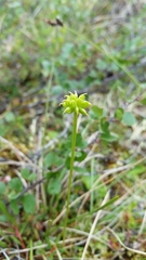 Ranunculus lapponicus